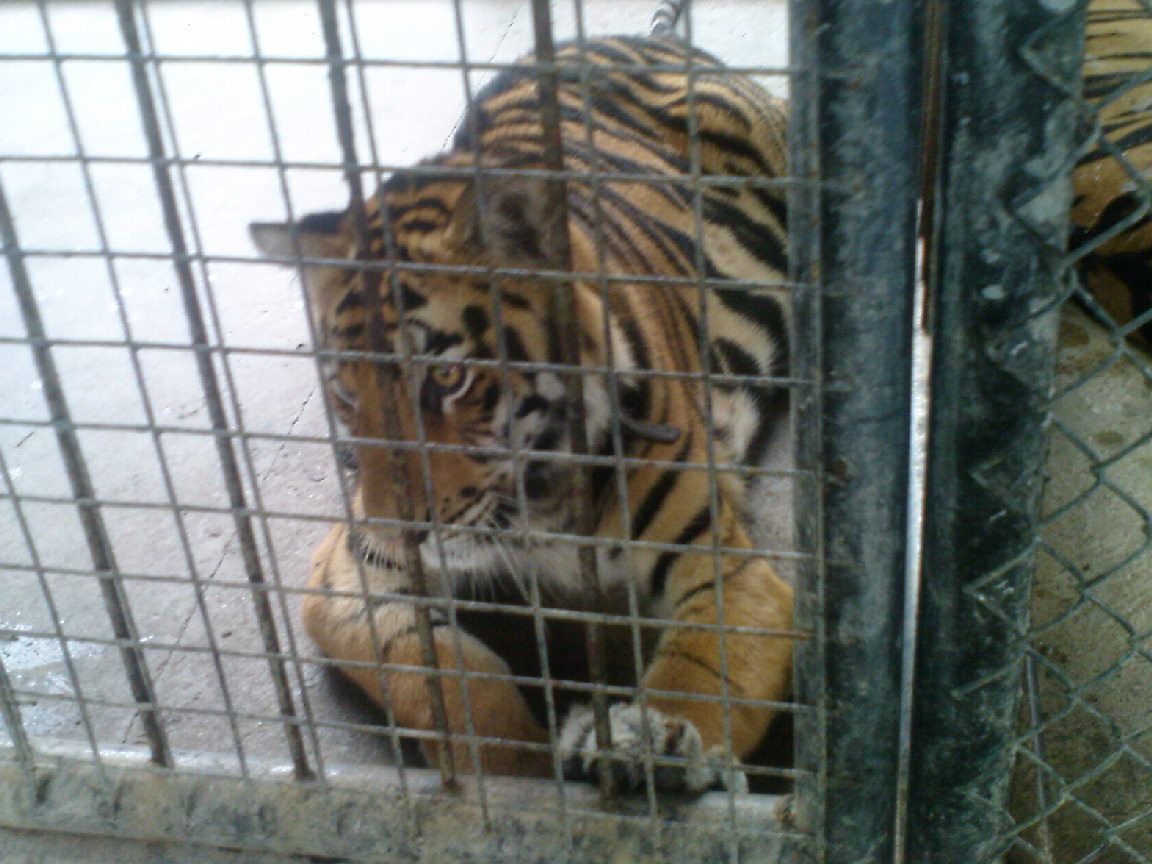 Petted tiger