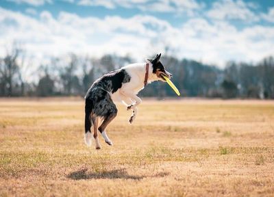 Pets' Survival Guide during Ghost Month